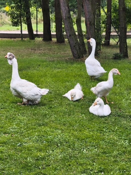 Gęsi chołmogory,kaczki francuskie i biegusy