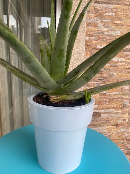 Aloé Vera biológico xarope do cato