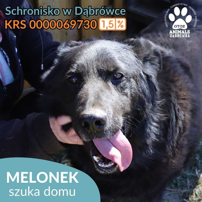 Melonek szuka kochającego domu