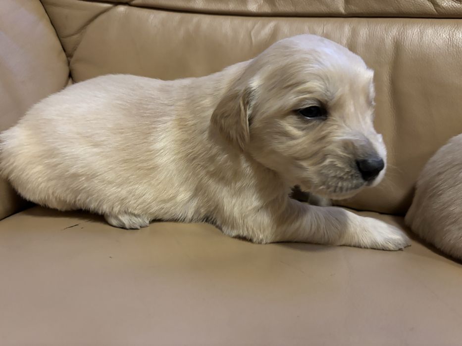 Цуценята золотистого ретривера