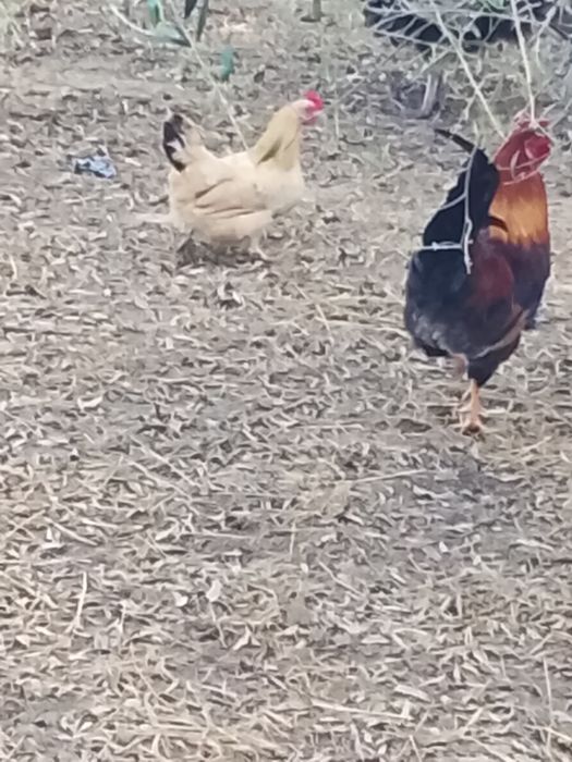 Vendo pitos e galinhas