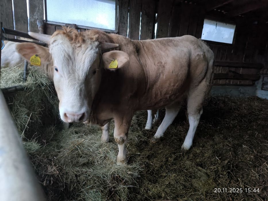 Byki rasy Blonde d'Aquitaine