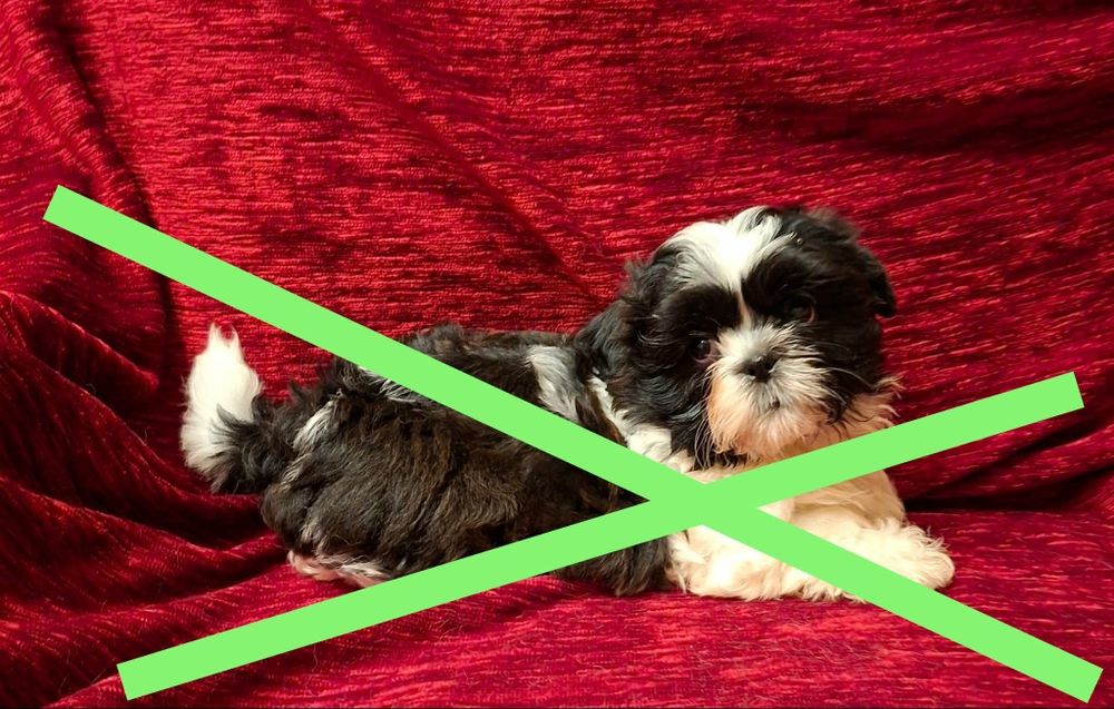 Cudowny szczeniak SHIH-TZU piesek