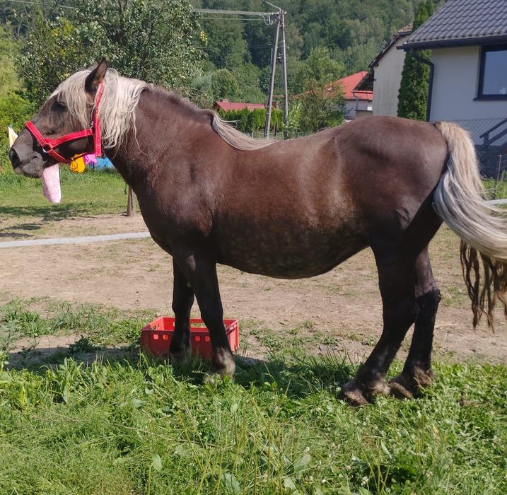 Sprzedam klacz ze źrebicą