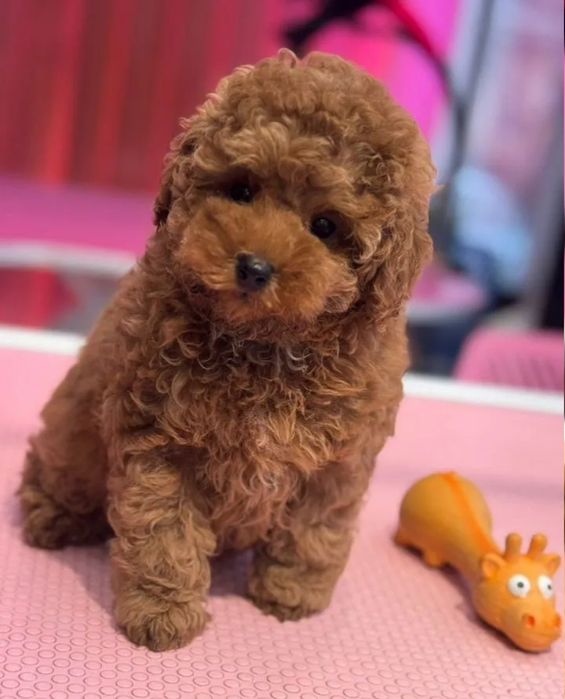 Ляльковий малюк той пудель