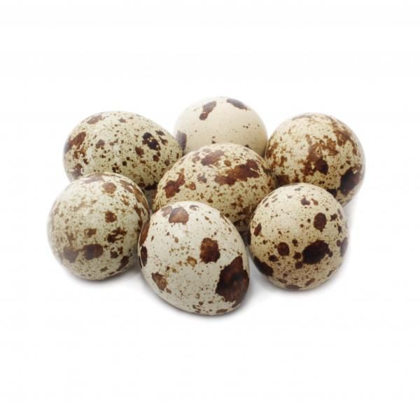 Перепелине інкубаційне яйце Техас та Фенікс