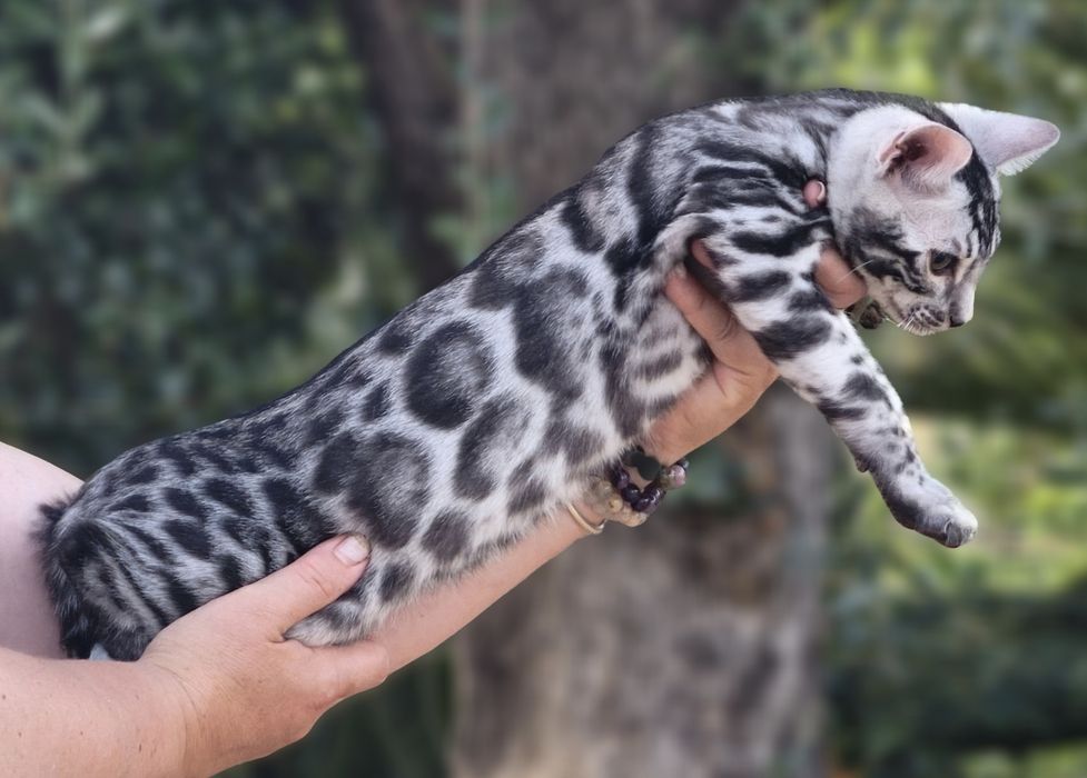 Bengal Silver macho com Lop