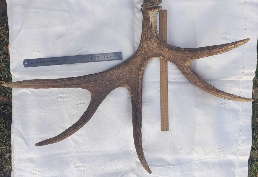 Продам роги оленя (пара)