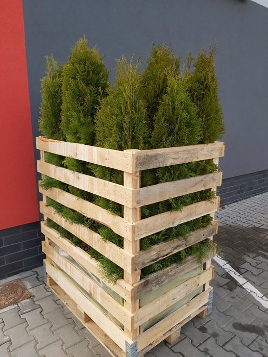 Tuja,thuja,tuje,thuje  szmaragd 140-150cm-20szt