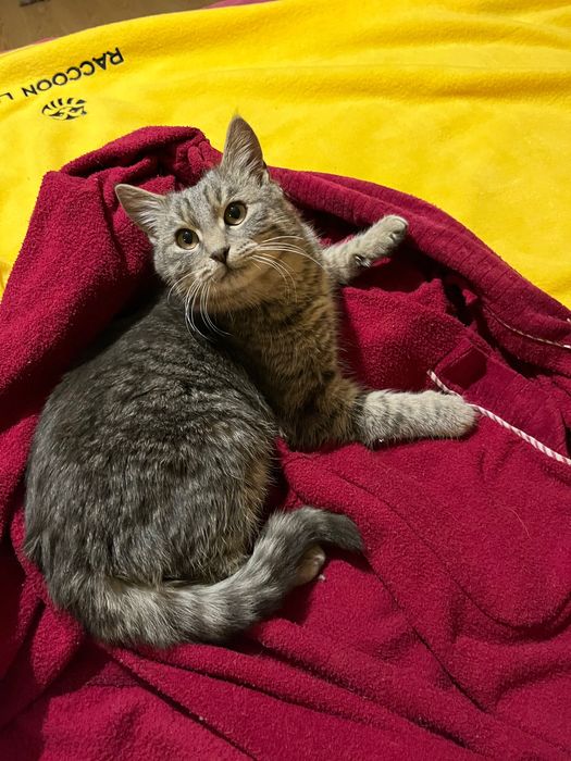 Гарний котик шукає люблячу сім’ю