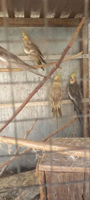 Vendo dois casais de caturras