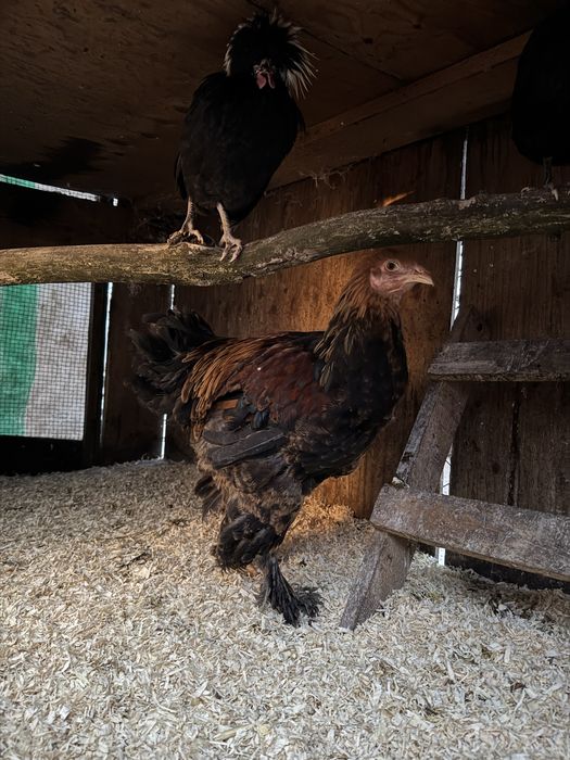 Kogut Brachma olbrzymia