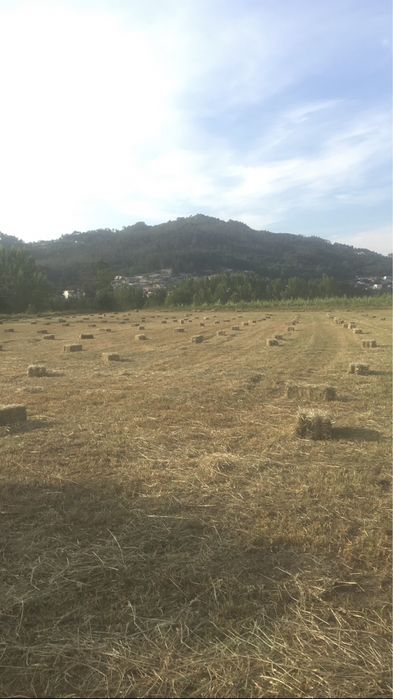 Vendo fardos de feno