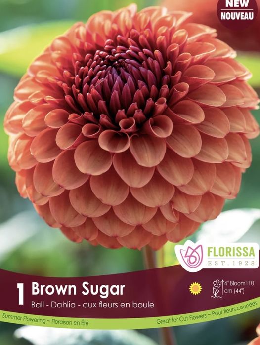 Жоржина клубні Нідерланди