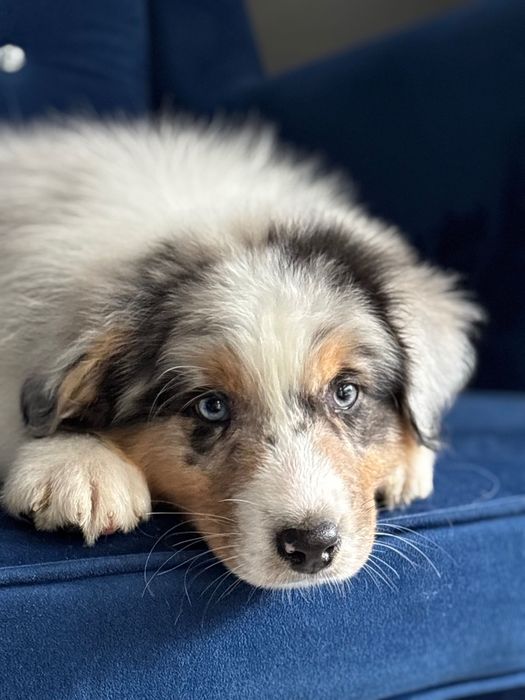 Owczarek australijski Aussie chłopiec