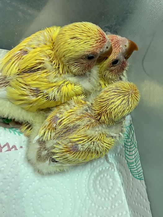 Agapórnis Domesticados