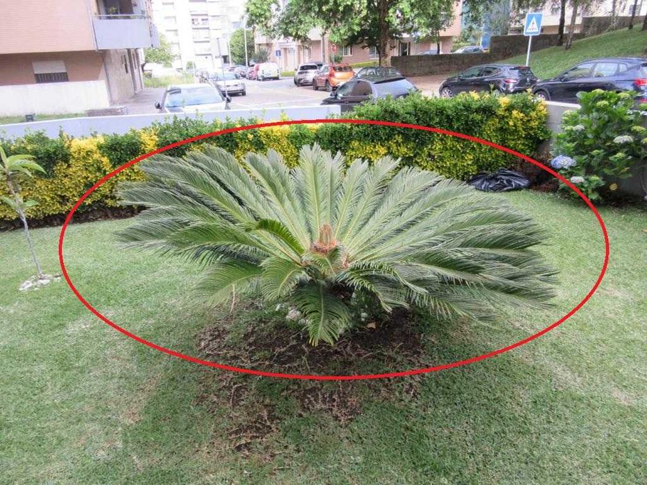 Cica / Cyca planta adulta