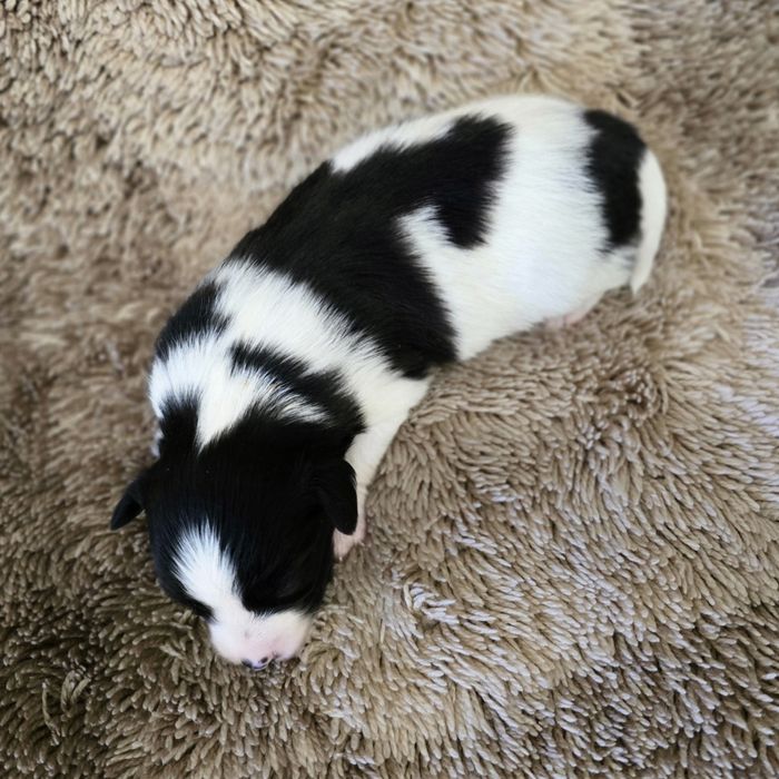 Papillon , ZKwP FCI, Spaniel kontynentalny miniaturowy