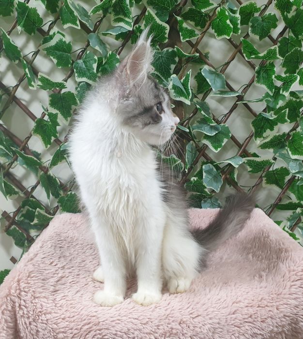 Fêmea Maine Coon com pedigree