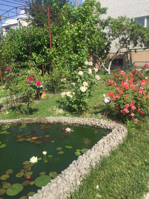 Водяные лилии, нимфы