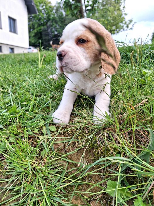 Suczka Beagle Bicolor