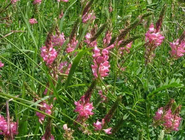 Еспарцет насіння/ экспарцет семенаам