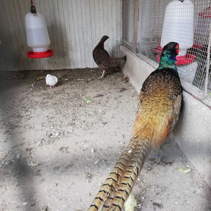 faisão versicolor para venda nascidos este ano maio 2025