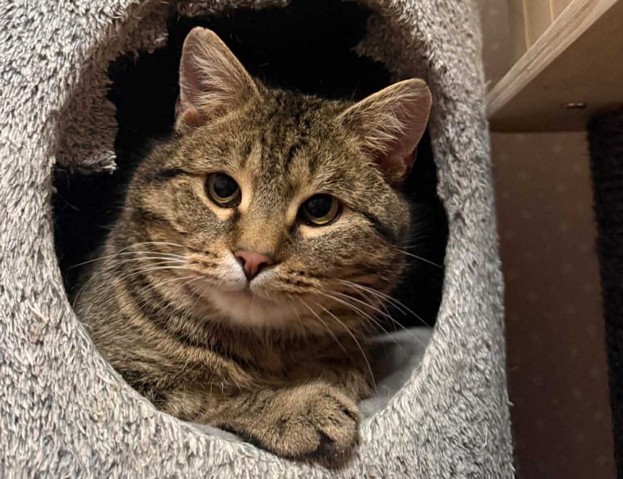 Burrito, kochający ludzi kot szuka domu- kocur do adopcji