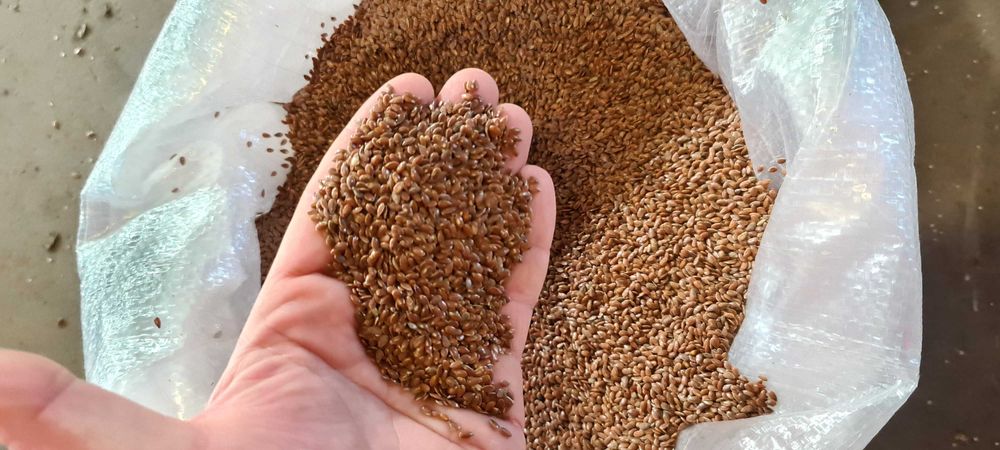 Siemię Lniane Brązowe Len czyszczony (czystość 99,8%)