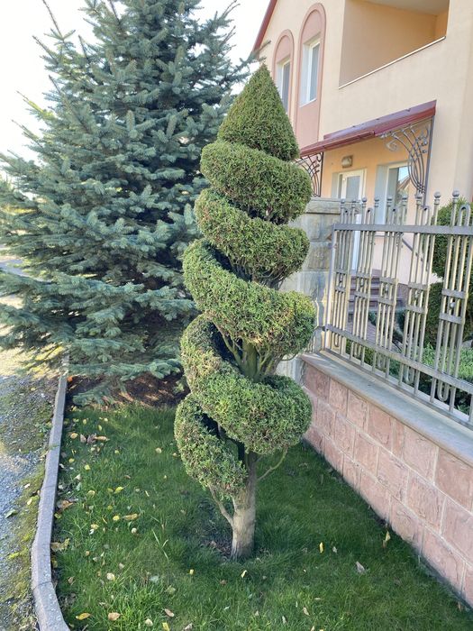 Туя смарагд спіраль