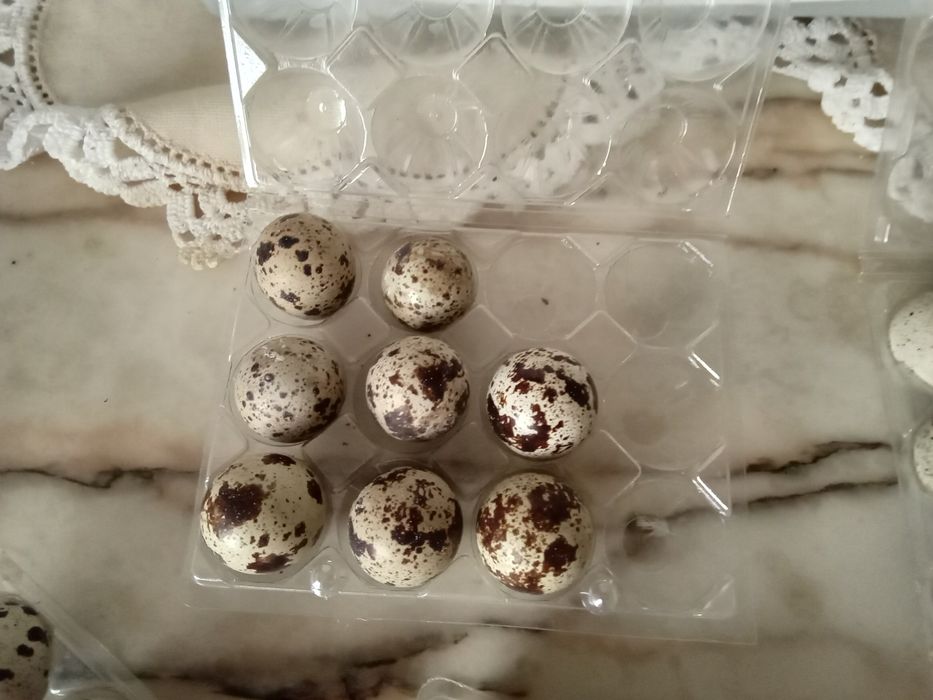Vendo ovos de codorniz para comer e incubação