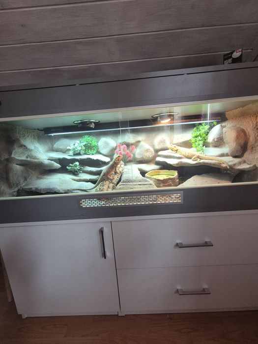 Sprzedam agama brodate