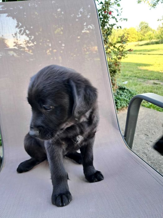 Szczeniaki, 2 suczki, mieszanka labradora