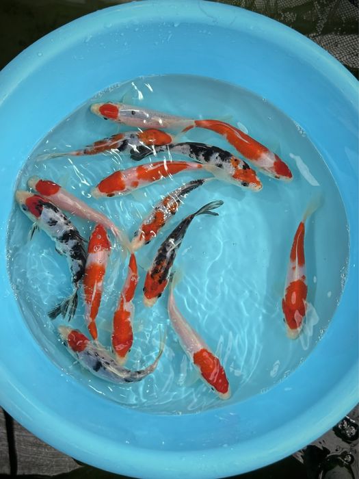 Carpas Koi Selecionadas (Kohaku, Showa, Sanke, etc) - Faço Envios