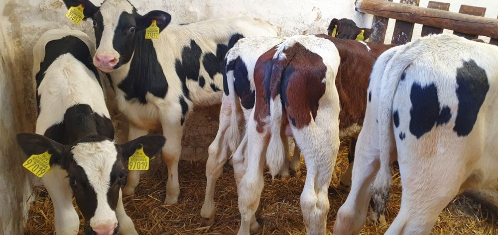 Byczki jałoszki cielaki, mięsne, mieszańce, NCB, HF sprzedam