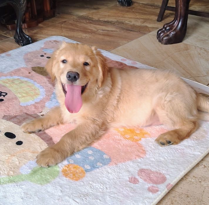 Golden retriever wyjątkowy chłopiec po Championie