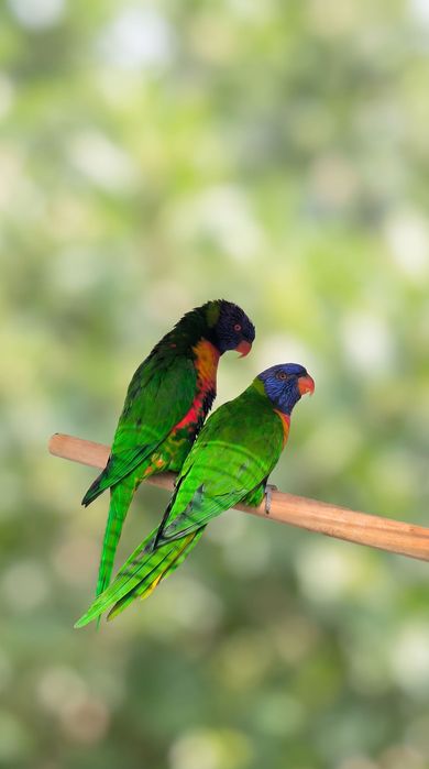 Casal Lóris Arco-Íris (Trichoglossus haematodus) c/ DIAC + Gaiola
