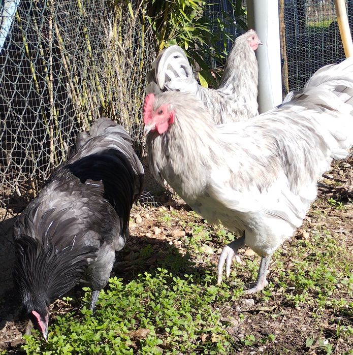 Austrolop azul e Splash machos