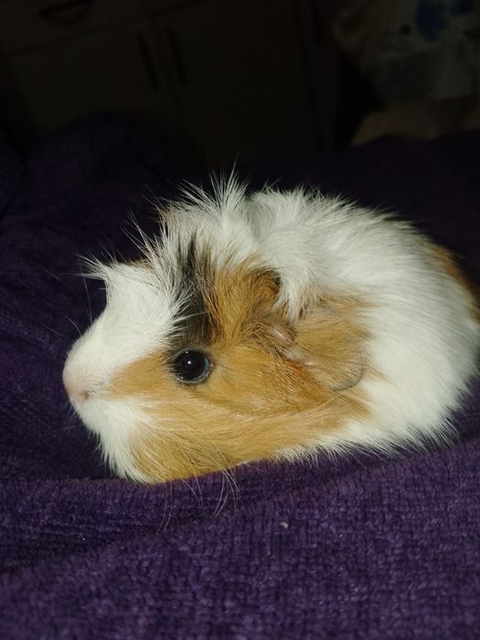 Продам морську свинку!та парочку