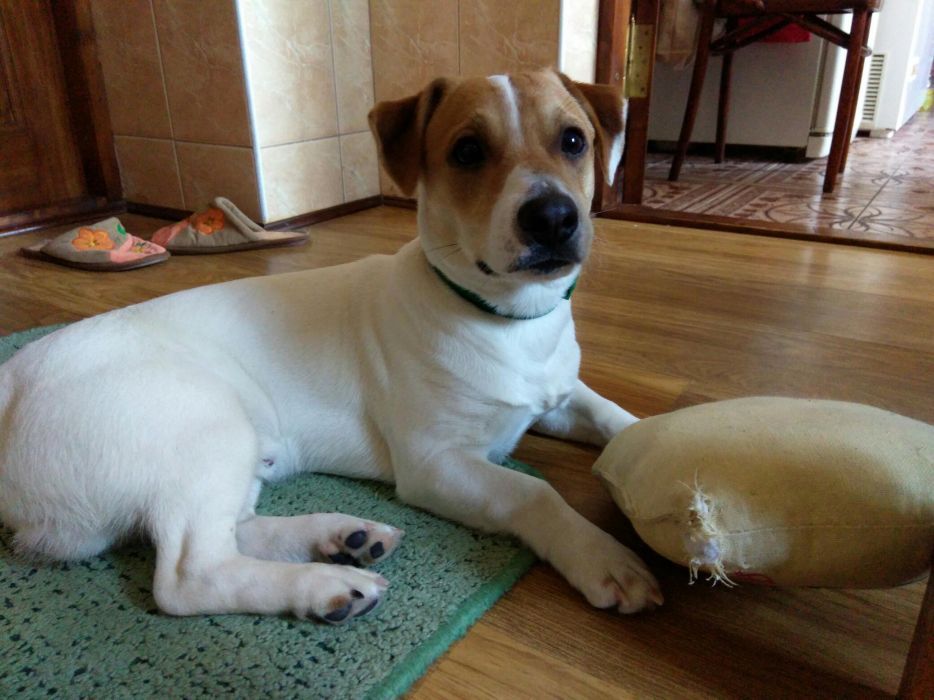 Вязка джек Рассел терьер Оринин, Камʼянець-Подільський район