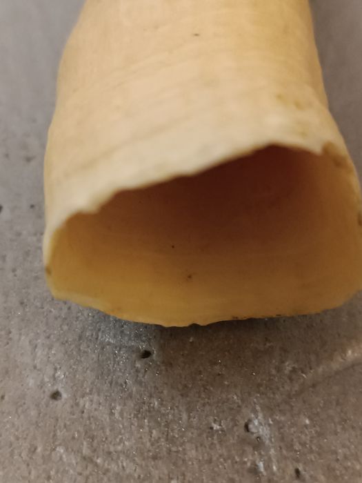 Dente cachalote .