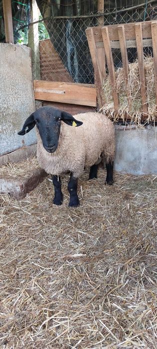 Malato Suffolk certeficado