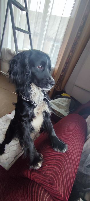 Мисливський спаніель шукає дівчину для зустрічей