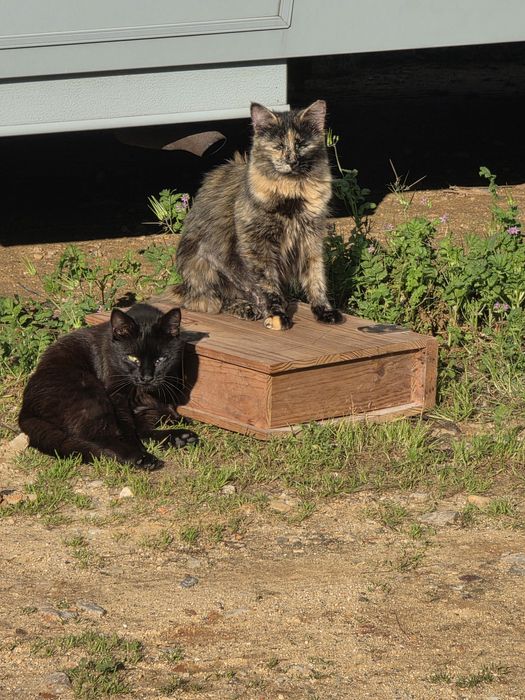 Gatinhos  para adoção