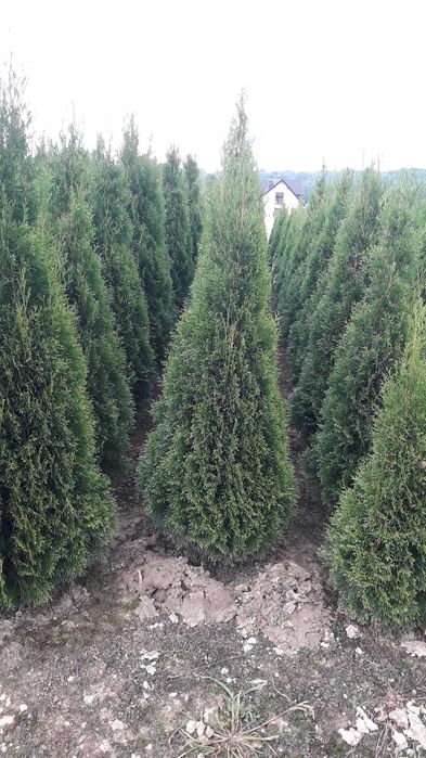 Duże tuje 120-210 cm