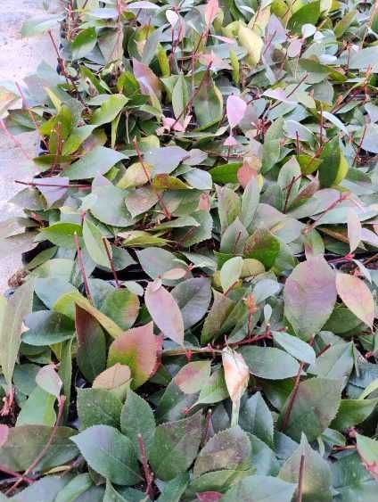 Photinia Red Robin na sprzedaż w multiplatach