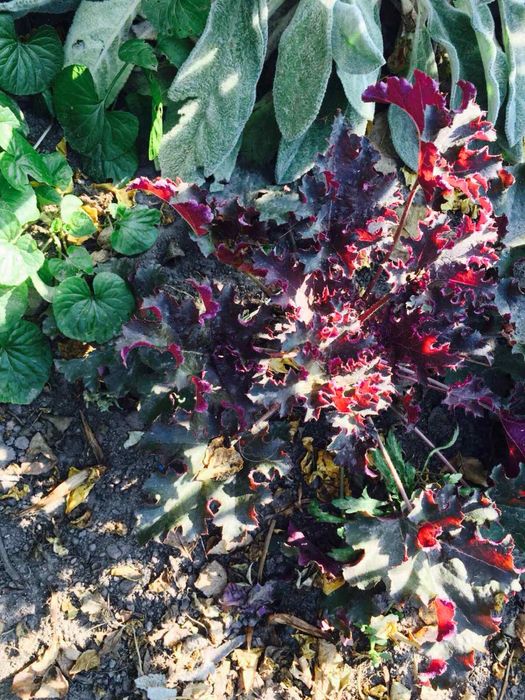 Лаванда, вівсяниця, гейхера, юкка, гвоздика, чистець