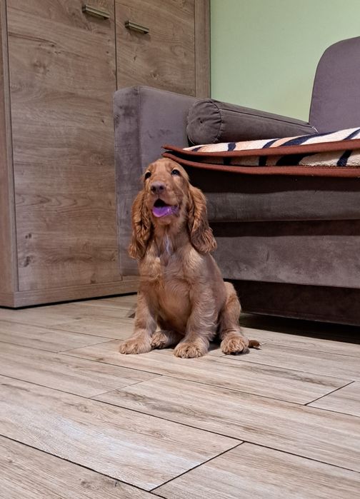 cocker spaniel angielski Suczka