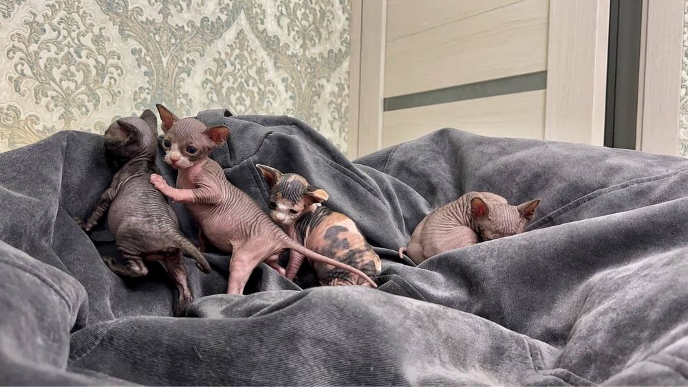 Канадські сфінкси бронь