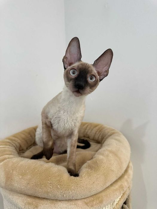 CORNISH REX - Dostępny kocurek o imieniu FENDI Hodowla: MatiMalwa*PL